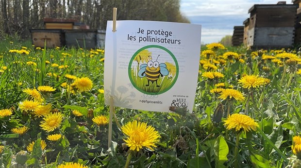Défi Pissenlits: éviter de tondre la pelouse en mai pour aider les pollinisateurs