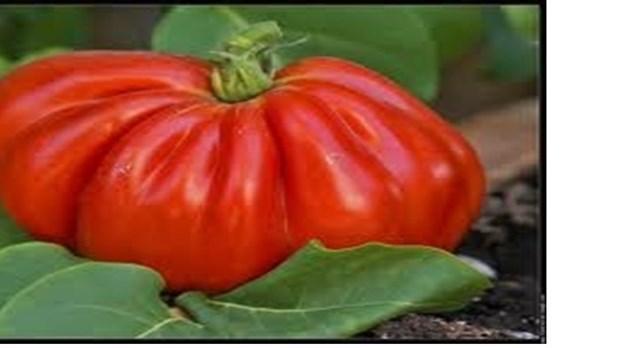 Exposants de tomates recherchés