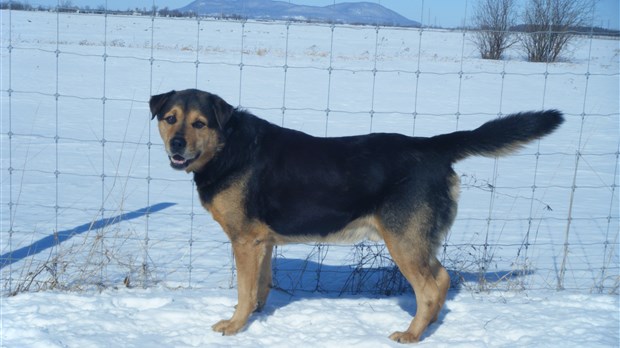Tundra, un chien doux et obéissant