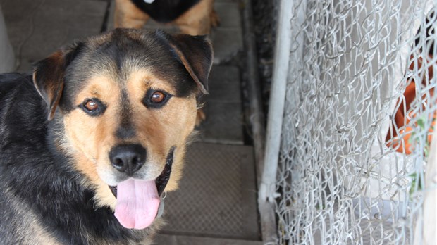 Tundra, un chien doux et obéissant