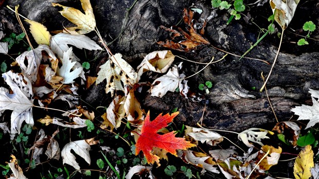 « C'est l'automne ! », par Nicole Renée Trépanier, Chambly