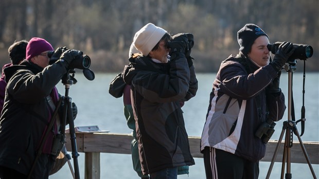 « Observation d'oiseaux sur la rivière Richelieu », par Denis Provencher, Chambly