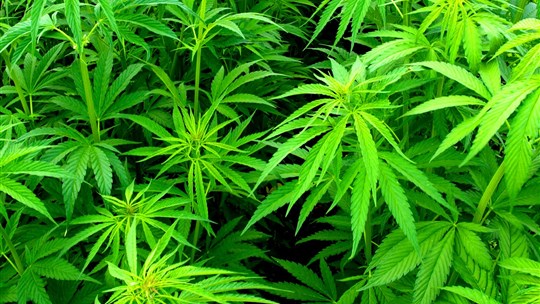 Plants, boutures et marijuana en vrac saisis à Saint-Césaire