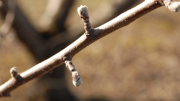 Les pommiers à la merci de Dame Nature