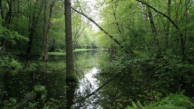 2069 signatures pour protéger l'écosystème du bassin de Chambly