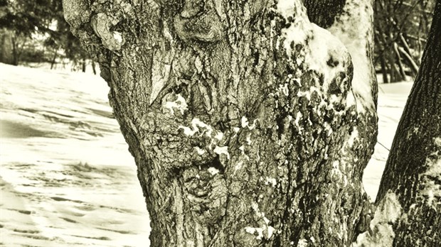 « Arbre au Fort-Chambly », par Corinne Landry, Carignan