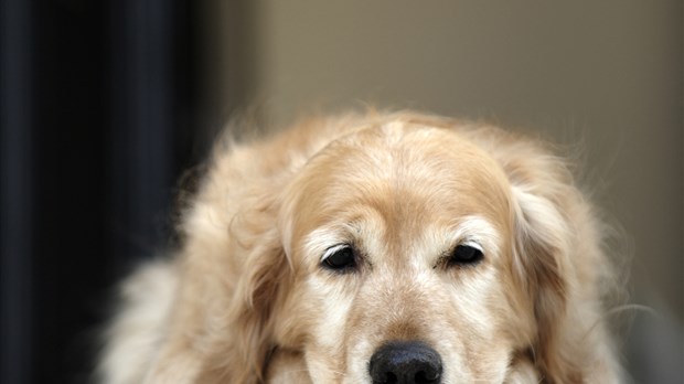 Abandon des animaux de compagnie : il faut que ça cesse!
