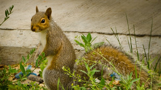 « Surprise ! », par Richard Fortier, Saint-Jean-sur-Richelieu