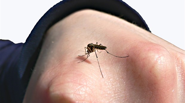 La saison du virus du Nil bientôt de retour