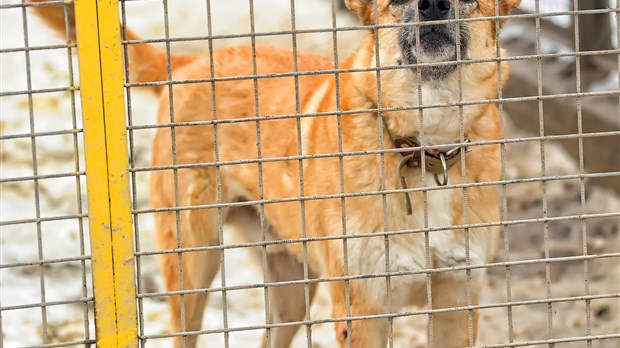 90 chiens saisis en Montérégie