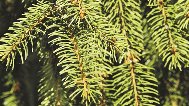 Chambly ramassera les sapins du 5 au 8 janvier