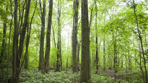 Plus de 50 000$ de subventions pour la valorisation des boisés
