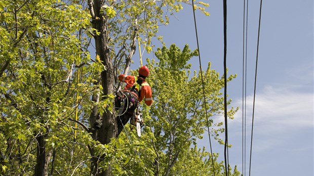 Abattage d’arbres et élagage au lieu historique national du Canal-de-Chambly