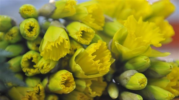La Société canadienne du cancer vendra des jonquilles du 25 au 29 mars prochain
