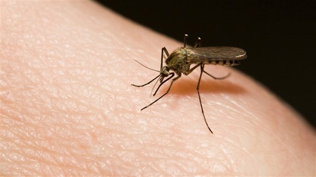 Les experts en moustique se prononcent sur la saison de nuisance 2015