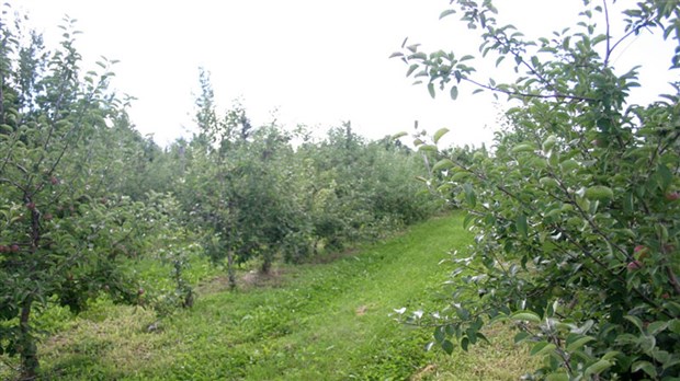 Tourisme Montérégie met la pomme de l'avant cet automne
