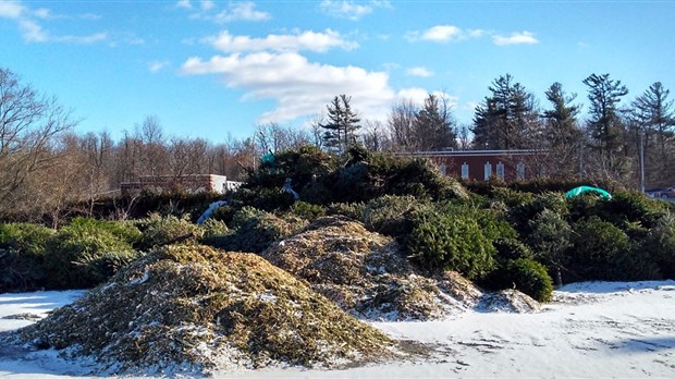 Quelque 850 sapins naturels recueillis à Chambly