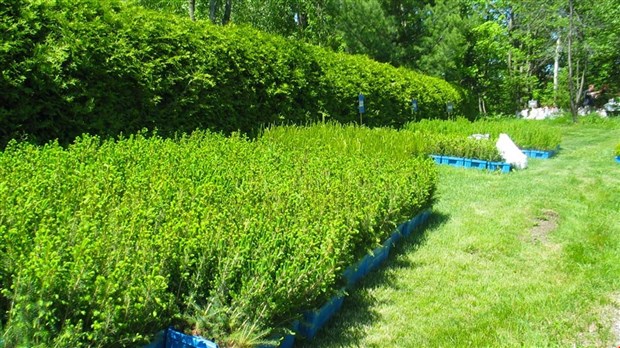 Distribution de pousses d’arbres pour les citoyens de Chambly