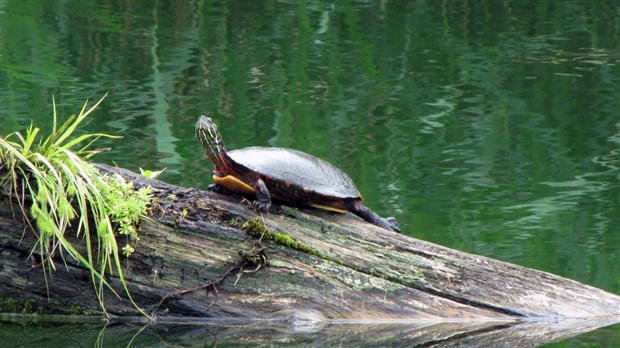 Célébrez Canada 150 en participant au BioBlitz du lieu historique national du Canal-de-Chambly! 
