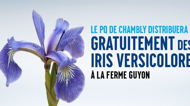 Distribution d’iris versicolores à Chambly afin de souligner la Fête nationale