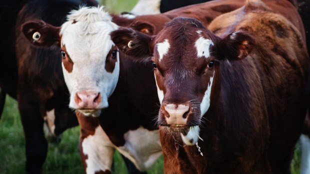 Les producteurs laitiers de la région se disent trahis par le gouvernement Trudeau