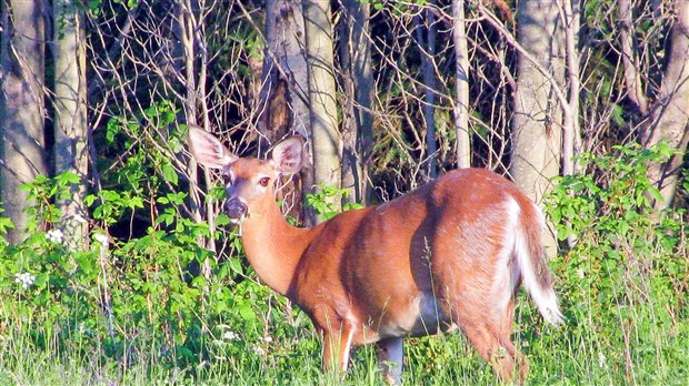Nourrissage du cerf de Virginie : ce qu’il faut savoir
