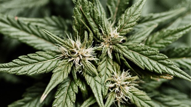 Ne ruinez pas vos vacances de fin d'année à cause du cannabis 