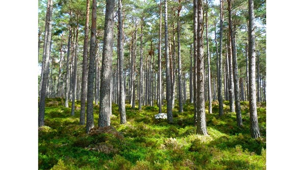 Le député Roberge distribura 1000 arbres gratuits