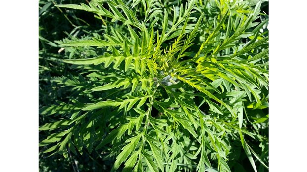 Chambly reçoit une subvention de 35 010 $ pour lutter contre l’herbe à poux