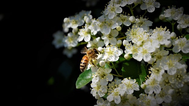 La Ville de Carignan est sensible à la menace d'extinction des abeilles à miel 