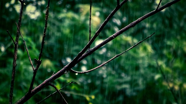 Rappel : La collecte de branches de la Ville de Carignan aura lieu le 9 juin 
