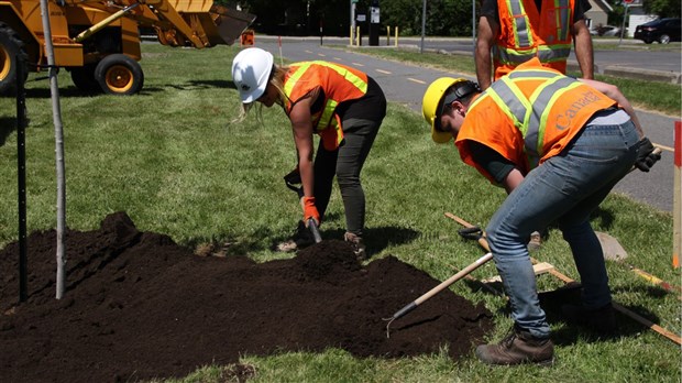 Parcs Canada plante des arbres dans le Vieux-Chambly 