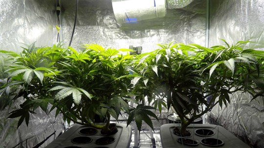 Double arrestation en lien avec une production importante de cannabis
