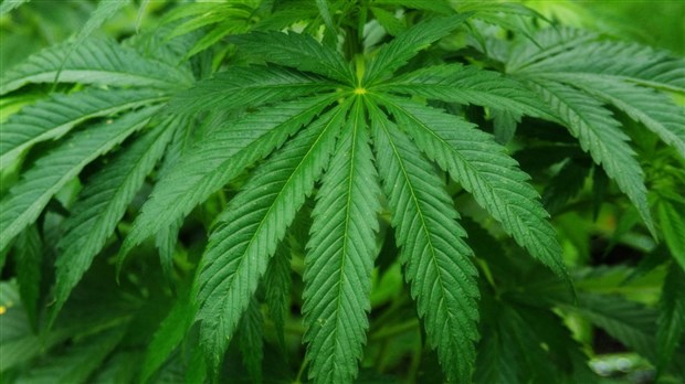 La Société québécoise du cannabis (SQDC) aura une succursale à Saint-Jean-sur-Richelieu 