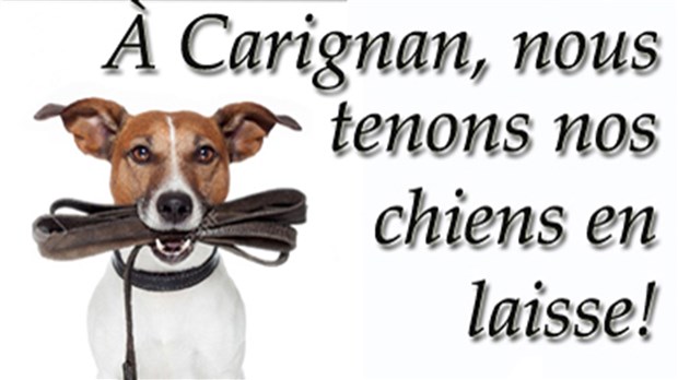 Carignan: obligation de tenir son chien en laisse