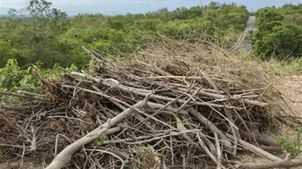 Grand débarras automnal à Carignan: les dépôts de branches et collectes de feuilles et résidus verts commencent