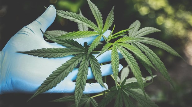 La culture du cannabis vous intéresse ? 