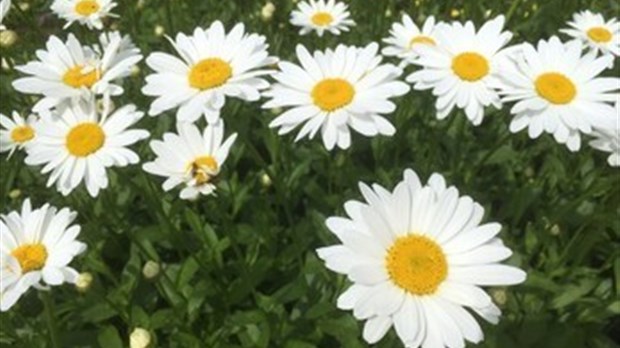 La marguerite blanche devient l’emblème floral de la Ville de Beloeil