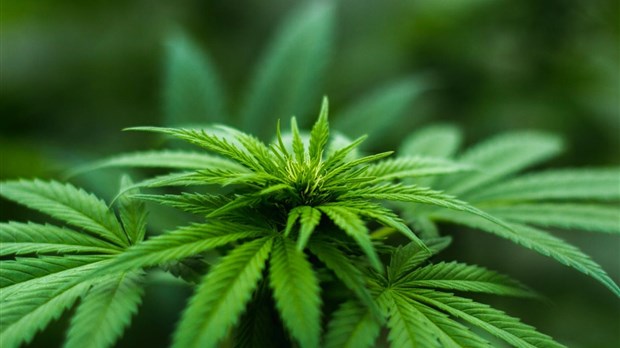 Apprenez-en plus sur la culture du cannabis