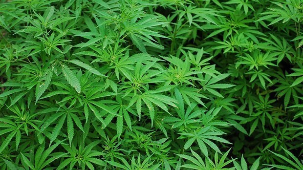 Éradication des plants illicites de cannabis: plus de 2808 saisis en Montérégie