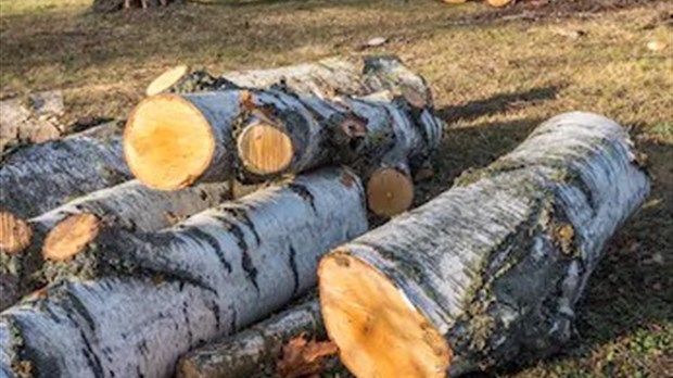 Abattages d'arbres après la tempête: comment faire ?