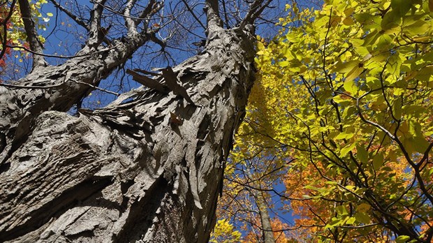 Le caryer ovale devient l'arbre emblème de la Ville de Saint-Jean-sur-Richelieu