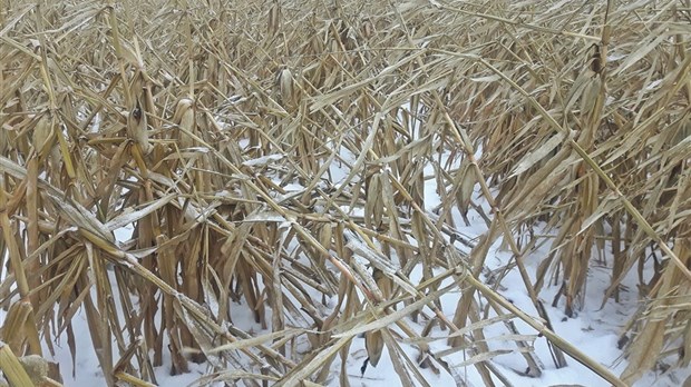 Les effets désastreux de la tempête chez les producteurs de grains