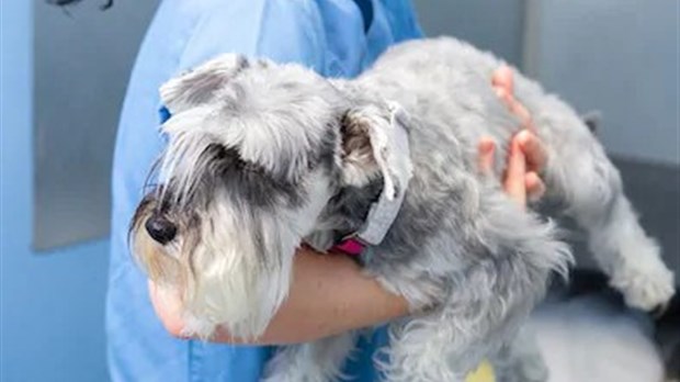 La gestion des médailles d’animaux à Chambly, bientôt possible via internet