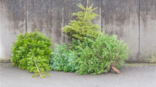 Une seconde vie offerte aux sapins de Noël sur 24 sites de cueillette