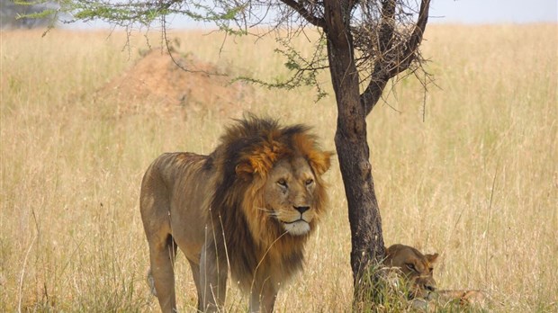 Un Safari sauvage proposé en ciné-conférence le 8 janvier à Beloeil