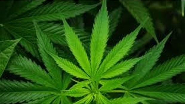 Quatre arrestations à Saint-Amable lors d'une perquisition 