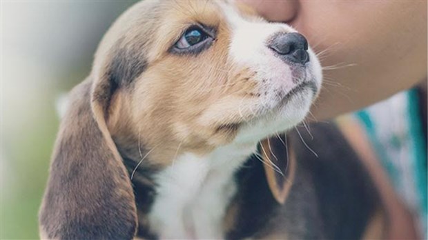 Les animaux du Québec comptent sur vous jusqu'au 8 mai prochain 