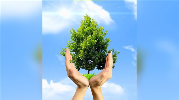Plantation d'arbres dans les parcs et terrains publics