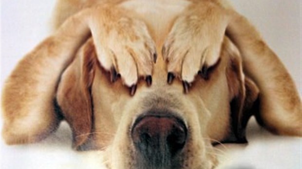 Les feux d'artifice et les chiens ne font pas toujours bon ménage